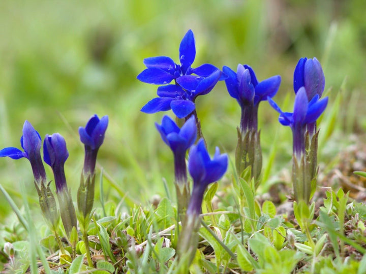 Violet Gentian Flower Seeds for Planting – Heirloom, Non-GMO, Premium Quality, High Germination