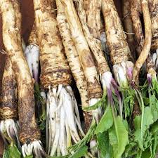 Horseradish Root Seeds for Planting – Heirloom, Non-GMO Perennial Vegetable for Culinary & Medicinal Use