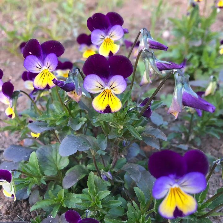 Flower Seeds, Seeds,Seeds For Planting,Plant Seeds