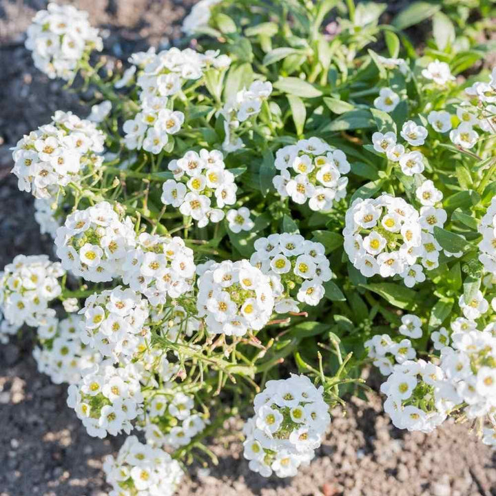 Flower Seeds, Seeds,Seeds For Planting,Plant Seeds