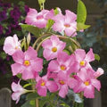 Trepadoras Flower Seeds for Planting – Fragrant Heirloom, Non-GMO, High Germination Garden Seeds