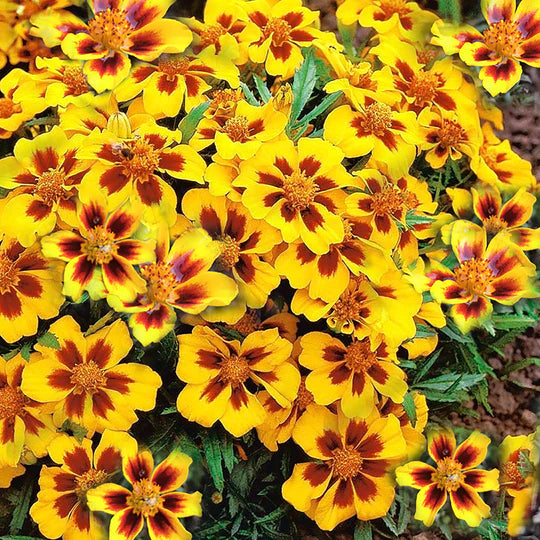 Marigold Marietta Flower Seeds for Planting – Heirloom, Non-GMO, High Germination Organic Garden Seeds
