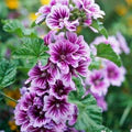 Purple White Zebra Mallow Flower Seeds for Planting – Heirloom, Non-GMO, High Germination Organic Garden Seeds