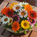 Mix Gazania Flower Seeds for Planting – Perfect for Borders, Heirloom, Non-GMO, High Germination Organic Garden Seeds