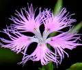 Dianthus Superbus Flower Seeds for Planting – Wildflower Mix, Heirloom, Non-GMO, High Germination Organic Garden Seeds
