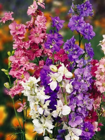 Delphinium Flower Seeds for Planting – Heirloom, Non-GMO, High Germination Organic Garden Seeds