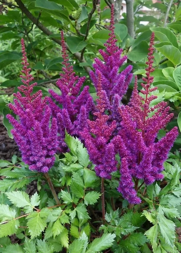 Violet Astilbe Flower Seeds for Planting – Heirloom, Non-GMO, Compact Growth, High Germination