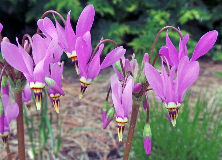 Purple Dodecatheon Flower Seeds for Planting – Heirloom Non-GMO, High Germination Organic Garden Seeds