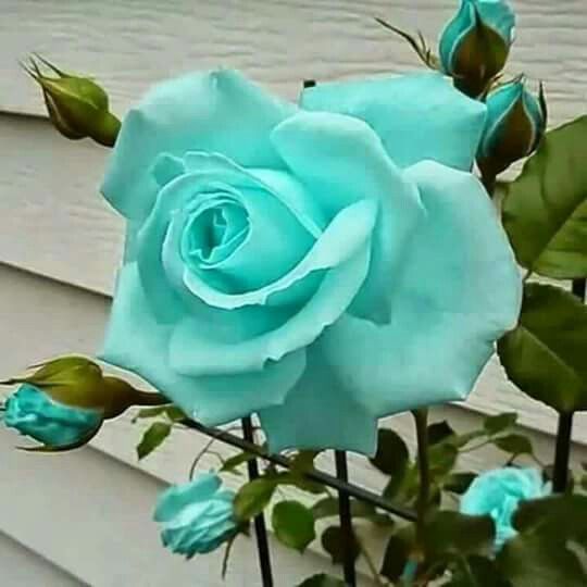 Sea Green Unique Rose Flower Seeds for Planting – Fragrant Blooms, Heirloom, Non-GMO, High Germination Organic Seeds