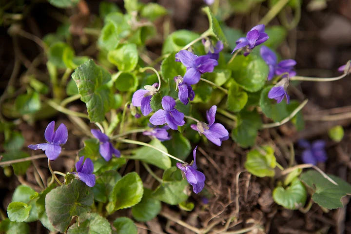 Purple Viola Flower Seeds for Planting – Heirloom, Non-GMO, High Germination Organic Garden Seeds