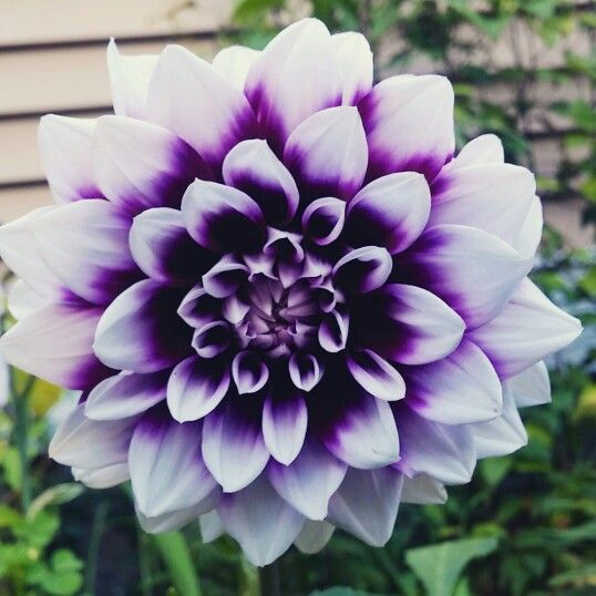 White Violet Dahlia Flower Seeds for Planting – Heirloom, Non-GMO, High Germination Organic Garden Seeds