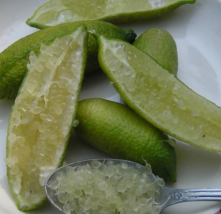 Green Finger Lime Fruit Seeds – Heirloom, Non-GMO Seeds for Unique Tangy Citrus Garden Planting