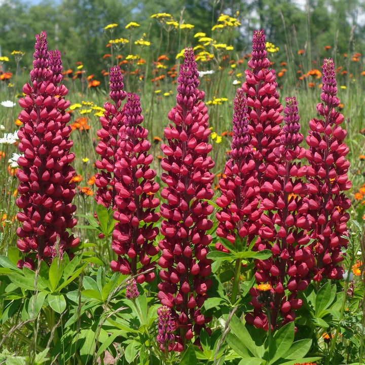 Burgundy Lupine Flower Seeds for Planting – Vibrant Heirloom Non-GMO Seeds for Home Garden &amp; Outdoor Blooms