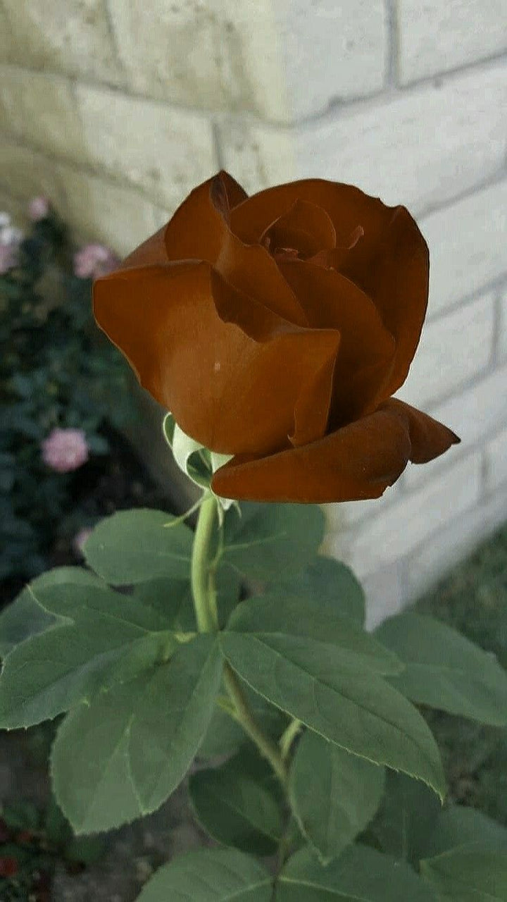 Brown Rare Rose Flower Seeds for Planting – Heirloom, Non-GMO, High Germination Organic Garden Seeds