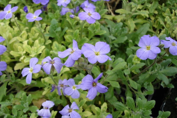 Light Blue Aubrieta Flower Seeds for Planting – Heirloom, Non-GMO, High Germination Organic Garden Seeds