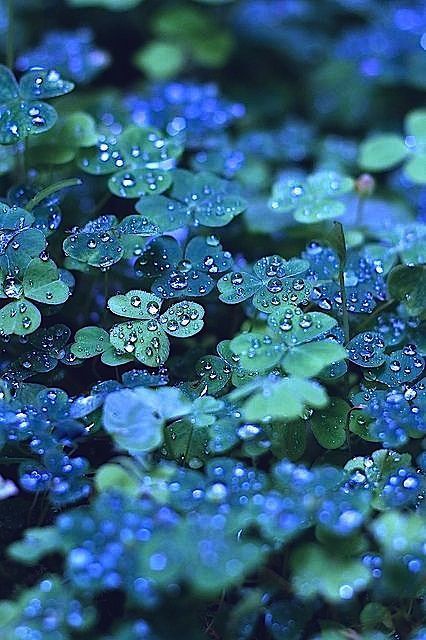 Sky Blue Leaf Clover Herb Seeds – Heirloom, Non-GMO Essential Seeds for Garden Planting