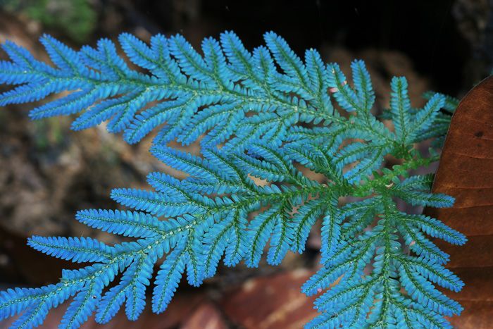 Blue Green Fern Seeds for Planting – Heirloom, Non-GMO, High Germination Organic Garden Seeds
