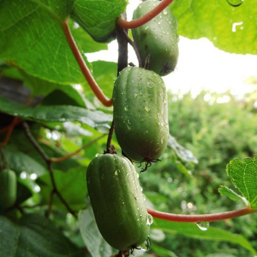 Green Actinidia Kolomikta Fruit seeds – Heirloom, Non-GMO Seeds for Planting Hardy Kiwi Vines