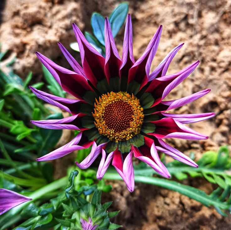 Violet Gazania Flower Seeds for Planting | Heirloom Non-GMO High Germination Organic Garden Seeds