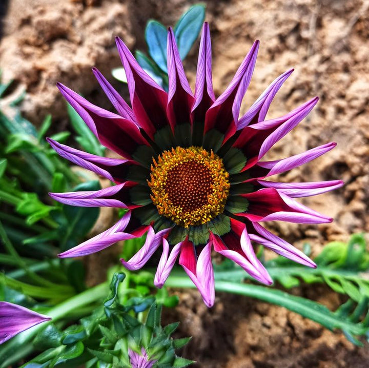 Violet Gazania Flower Seeds for Planting | Heirloom Non-GMO High Germination Organic Garden Seeds