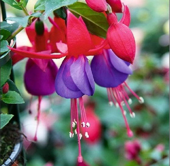 Red Blue Fuchsia Flower Seeds for Planting – Heirloom, Non-GMO, High Germination Seeds
