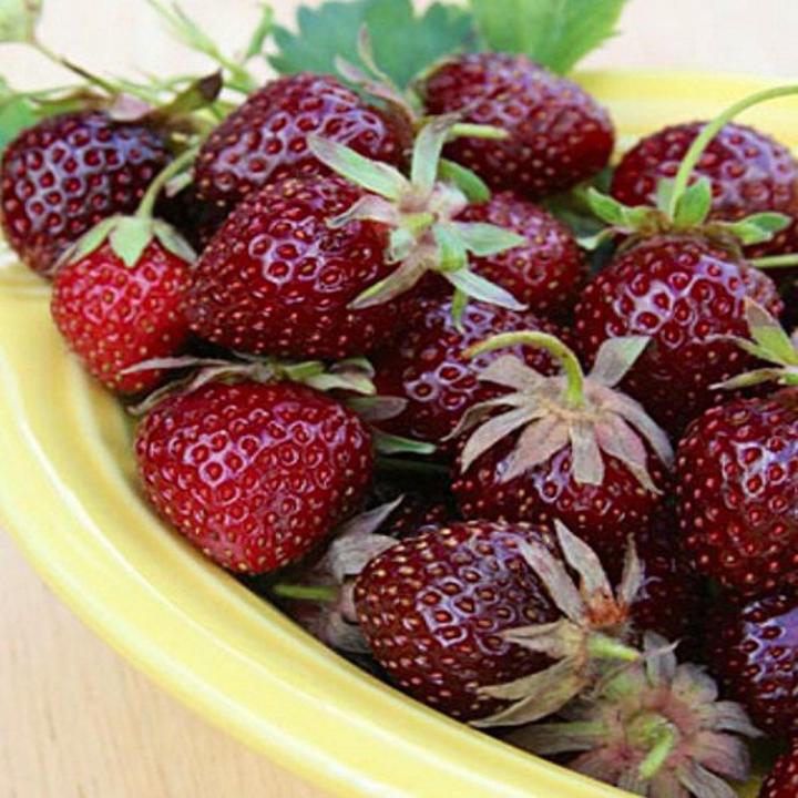 Burgundy Strawberry Fruit Seeds for Planting – Heirloom Non-GMO Rich Flavor High Germination Organic Garden Seeds
