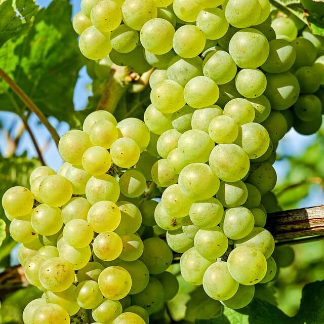 Muscat Grape fruit seeds for planting - Heirloom & Non-GMO garden seeds, aromatic variety for vineyards