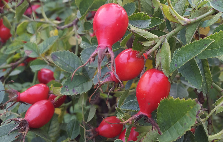 Rosehip fruit seeds for planting - Heirloom & Non-GMO Garden seeds
