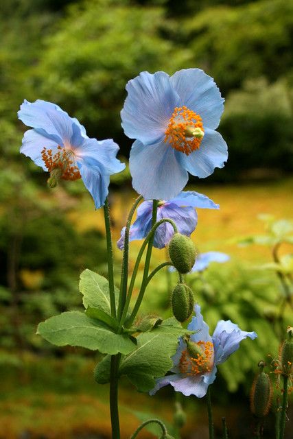 Meconopsis Flower Seeds for Planting – Heirloom Non-GMO, High Germination Organic Garden Seeds