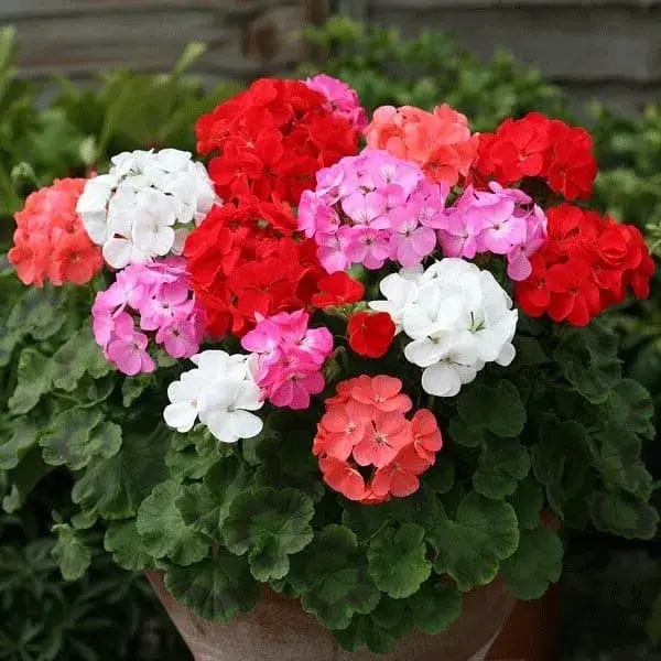 Mixed Climbing Geranium Flower Seeds for Planting | Heirloom Non-GMO Organic Garden Seeds High Germination
