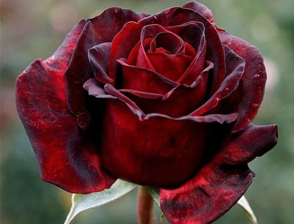 Maroon Home Garden Rose Flower Seeds for Planting – Heirloom, Non-GMO, High Germination Organic Seeds