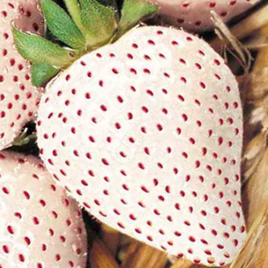 White Alpine Strawberry Fruit Seeds – Heirloom, Non-GMO Seeds for Indoor & Outdoor Berry Planting