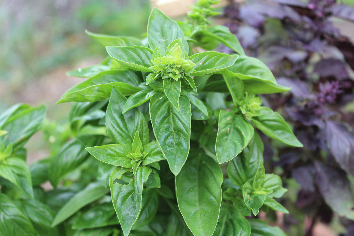 Italian Large Leaf Basil Herb Seeds for Planting – Heirloom, Non-GMO, High Germination Organic Culinary Garden Seeds