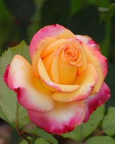 Orange Pink Rose Flower Seeds for Planting – Heirloom, Non-GMO, High Germination Organic Garden Seeds