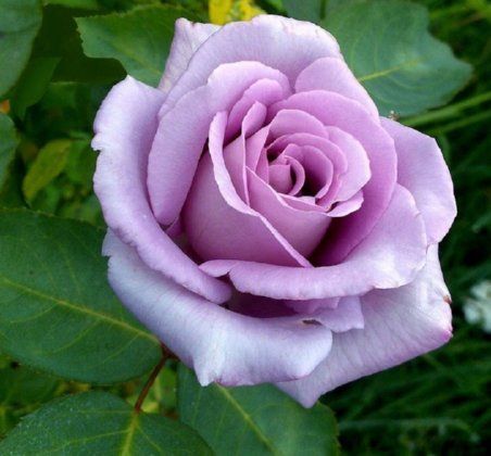 Light Purple Rose Flower Seeds for Planting – Heirloom, Non-GMO, High Germination Organic Garden Seeds