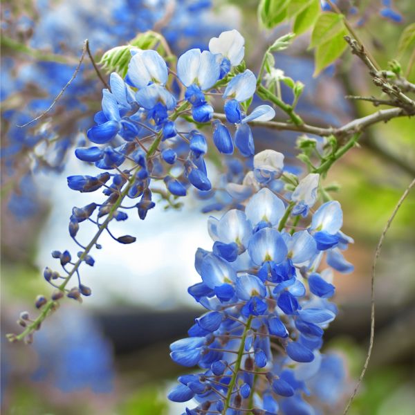 Blue Wisteria Flower Seeds for Planting – Heirloom Non-GMO High Germination Organic Garden Seeds