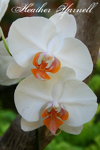 Orange White Orchid Flower Seeds – Garden Favorite, Heirloom & Non-GMO Seeds for Home Garden
