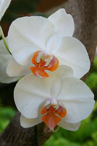 Orange White Phalaenopsis Orchid Flower Seeds for Planting – Heirloom, Non-GMO, Bright Blooms, High Germination