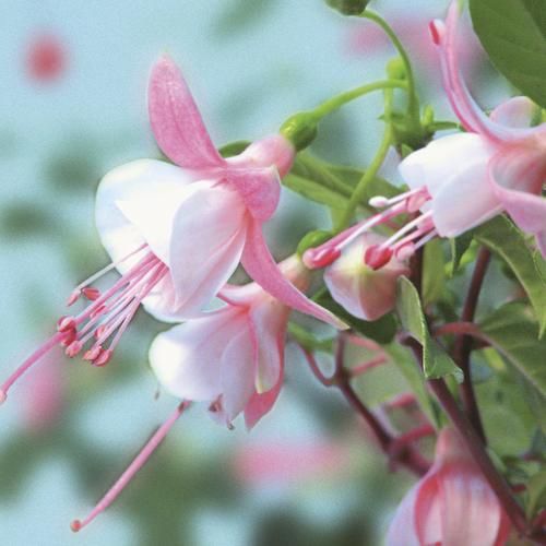 Light Pink White Fuchsia Flower Seeds for Planting – Heirloom, Non-GMO, High Germination Garden Seeds