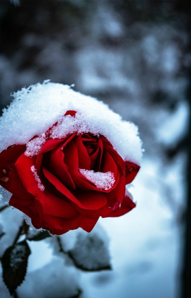 Light Red Snow Rose Flower Seeds for Planting – Heirloom Non-GMO High Germination Organic Garden Seeds