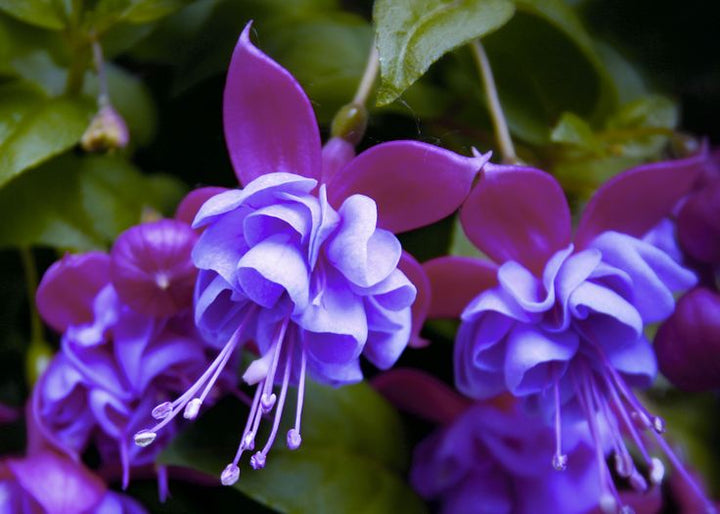 Blue Purple Fuchsia Flower Seeds for Planting – Heirloom, Non-GMO, High Germination Organic Garden Seeds