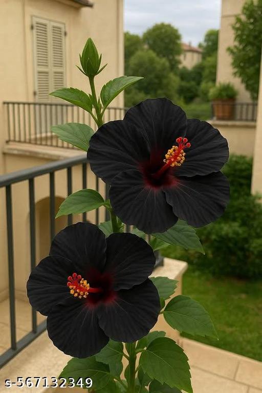Black Hibiscus Flower Seeds for Planting – Heirloom Non-GMO Organic Garden Seeds with High Germination