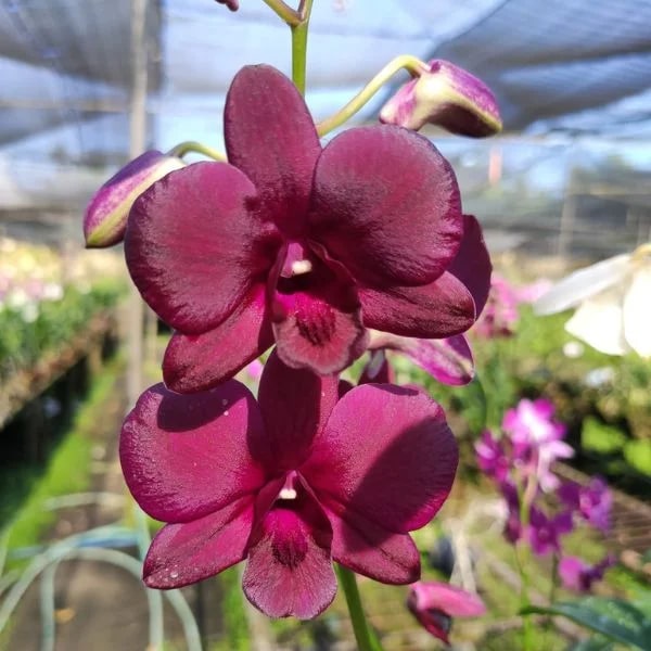 Maroon Phalaenopsis Orchid Seeds for Planting – Heirloom, Non-GMO, Premium Quality, High Germination