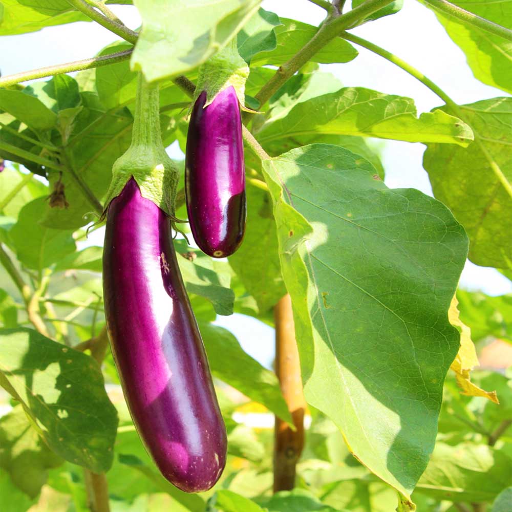Aubergine Vegetable Seeds for Planting – Heirloom & Non-GMO Garden Seeds for Classic Eggplant Dishes