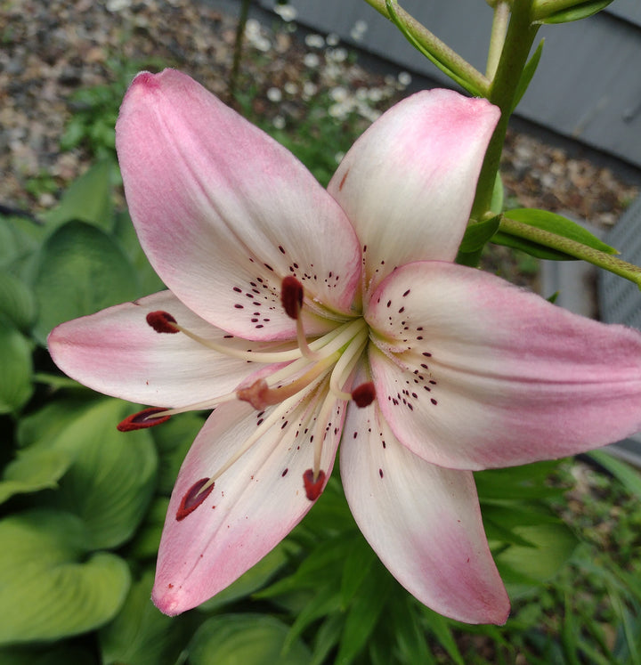 White Light Pink Lilium Flower Seeds for Planting – Heirloom, Non-GMO, High Germination