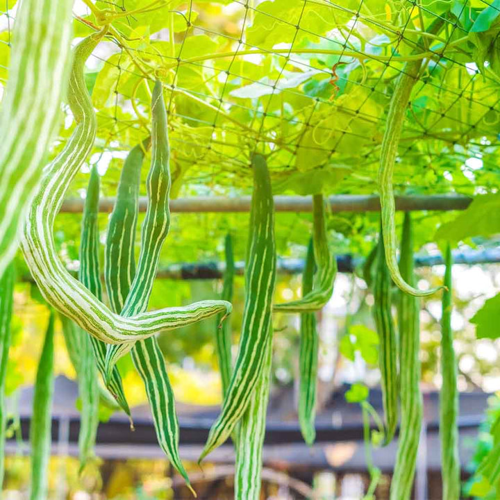 Green Serpent Gourd Vegetable Seeds for Planting – Heirloom & Non-GMO Seeds, Long Twisted Gourds for Unique Gardens
