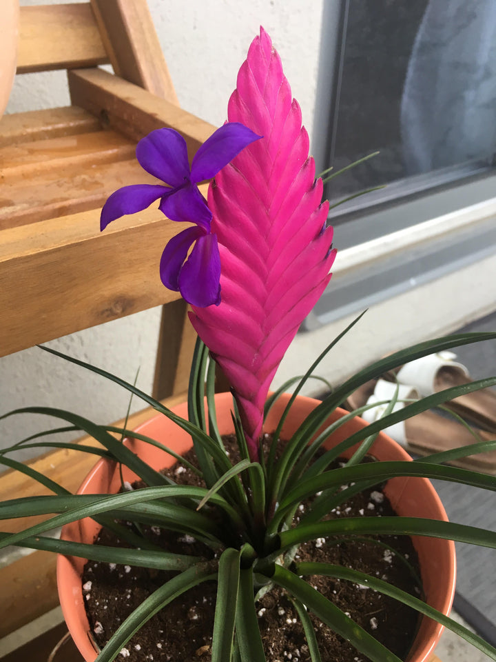 Pink Bromeliad Tillandsia Bulbosa Flower Seeds for Planting | Heirloom Non-GMO High Germination