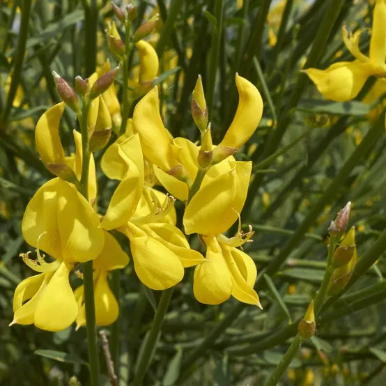 Flower Seeds, Seeds,Seeds For Planting,Plant Seeds