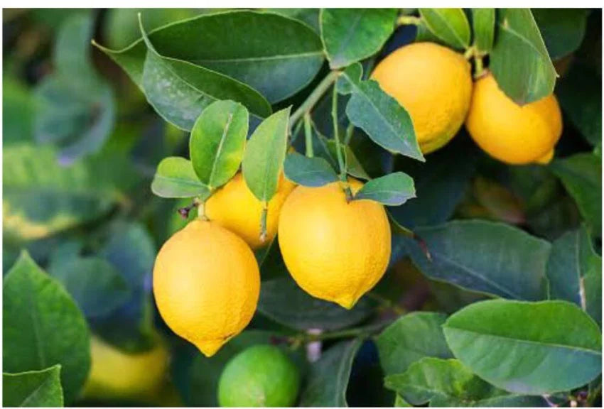 Fruit Seeds,Garden seeds, Seeds For Planting,Plant Seeds