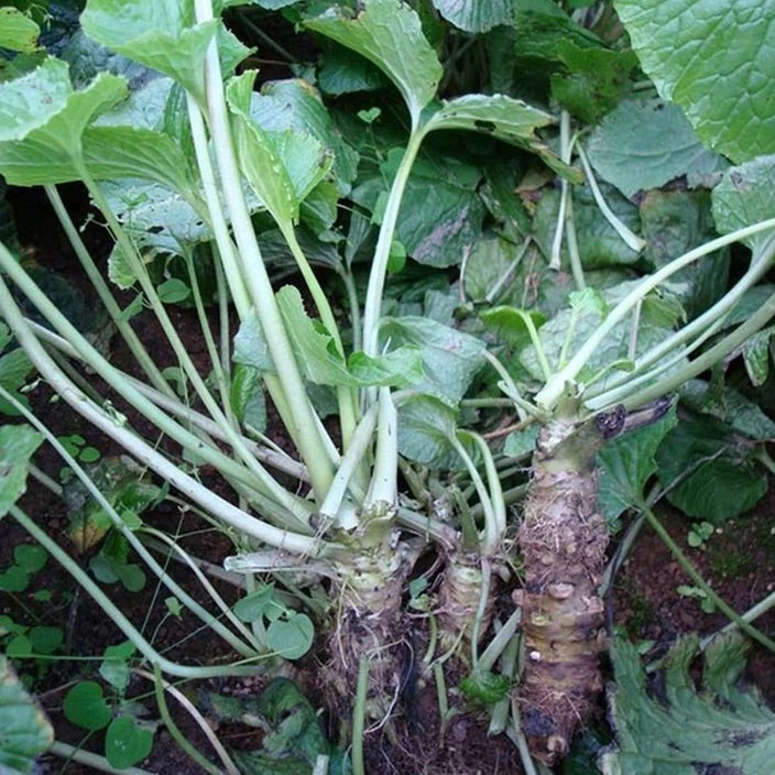 Horseradish Root Seeds for Planting – Heirloom, Non-GMO Perennial Vegetable for Culinary & Medicinal Use